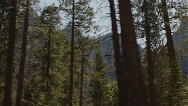 低角度平移拍摄茂密的森林和山/约塞米蒂山谷，加利福尼亚州，美国视频素材