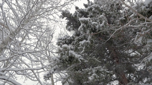 下雪在树林里视频素材