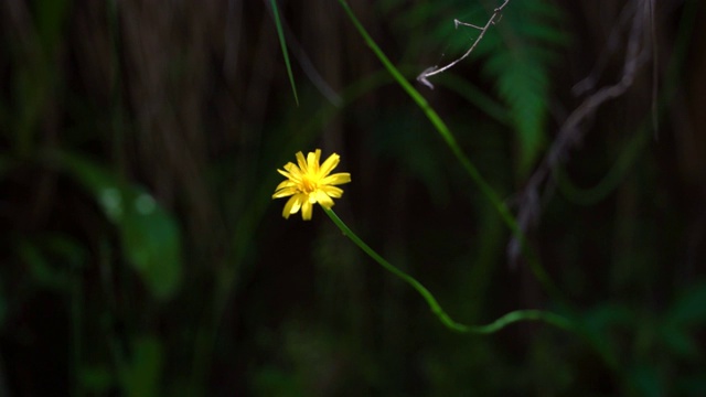 小黄花的特写镜头视频素材