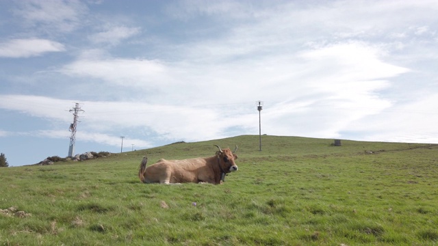 牛躺在山野上视频素材