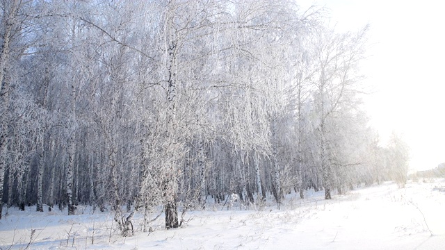 白雪从白桦林的树上飘落，这片树林被风吹得结满了白霜视频素材