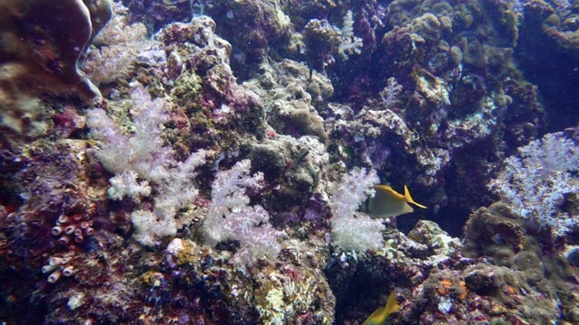 泰国安达曼海水下珊瑚礁充满活力，里面有兔鱼和鹦鹉鱼视频素材