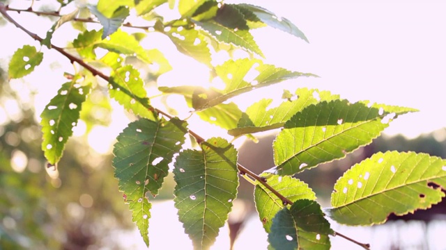 夏天夕阳的光线穿过树叶和树枝，在湖边的池塘或河边。一个美好的春天。金色的小时视频素材