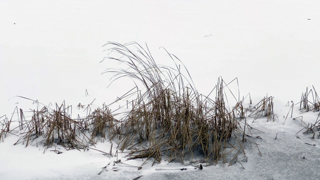 干草在冬天下雪视频素材