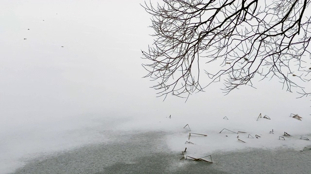 树枝覆盖着白雪覆盖的湖面视频素材