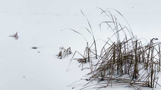 干草在柔软的新雪视频素材