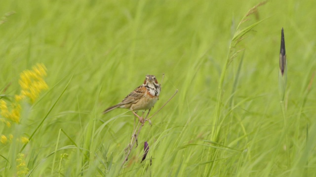 Сhestnut-eared bunting (Emberiza fucata) -兴安自然保护区视频素材