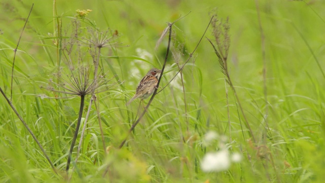 Сhestnut-eared bunting (Emberiza fucata) -兴安自然保护区视频素材