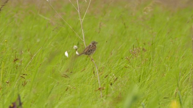 Сhestnut-eared bunting (Emberiza fucata) -兴安自然保护区视频素材