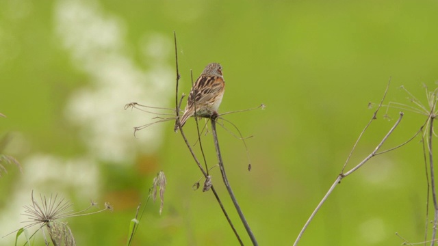 Сhestnut-eared bunting (Emberiza fucata) -兴安自然保护区视频素材