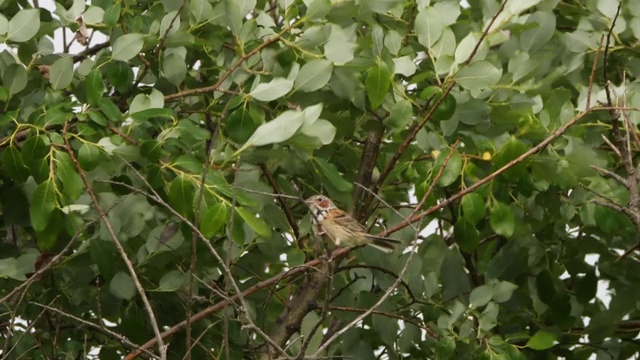 Сhestnut-eared bunting (Emberiza fucata) -兴安自然保护区视频素材