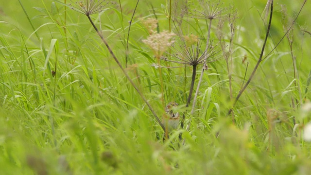 Сhestnut-eared bunting (Emberiza fucata) -兴安自然保护区视频素材