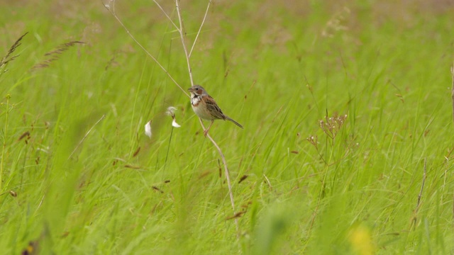 Сhestnut-eared bunting (Emberiza fucata) -兴安自然保护区视频素材