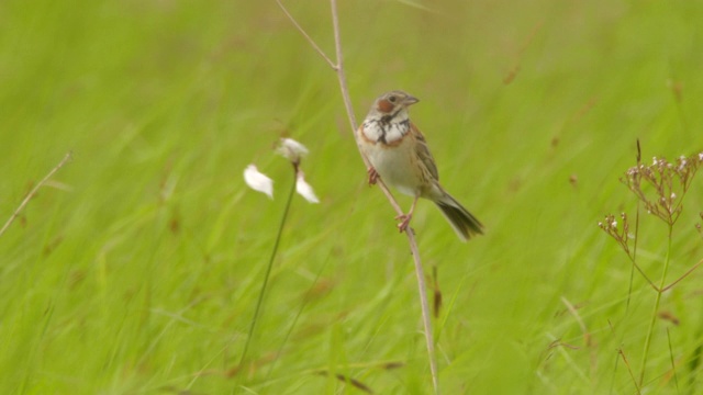 Сhestnut-eared bunting (Emberiza fucata) -兴安自然保护区视频素材