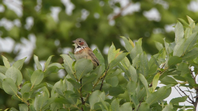 Сhestnut-eared bunting (Emberiza fucata) -兴安自然保护区视频素材