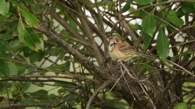 Сhestnut-eared bunting (Emberiza fucata) -兴安自然保护区视频素材