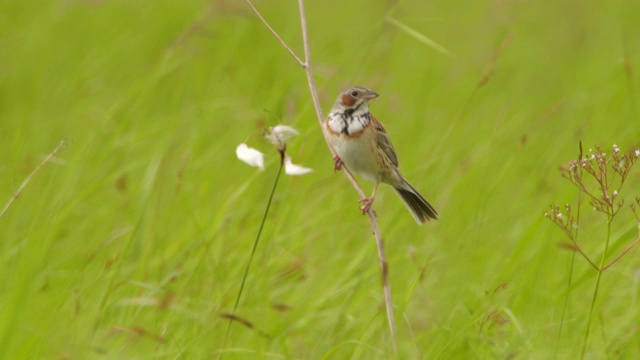 Сhestnut-eared bunting (Emberiza fucata) -兴安自然保护区视频素材