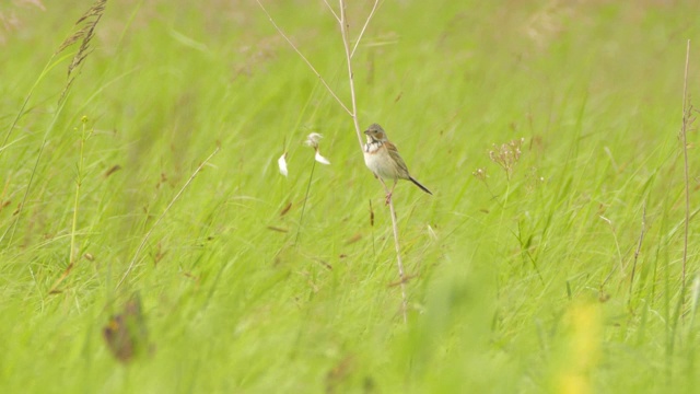 Сhestnut-eared bunting (Emberiza fucata) -兴安自然保护区视频素材