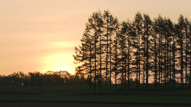 太阳在树后升起，日本北海道视频素材