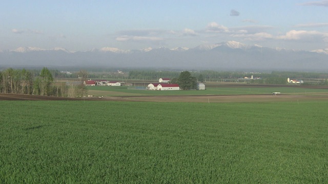 日本北海道初夏麦田视频素材