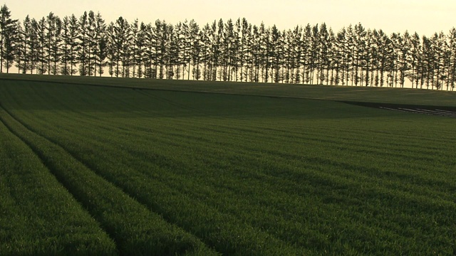 日本北海道清晨的绿色麦田和树木视频素材