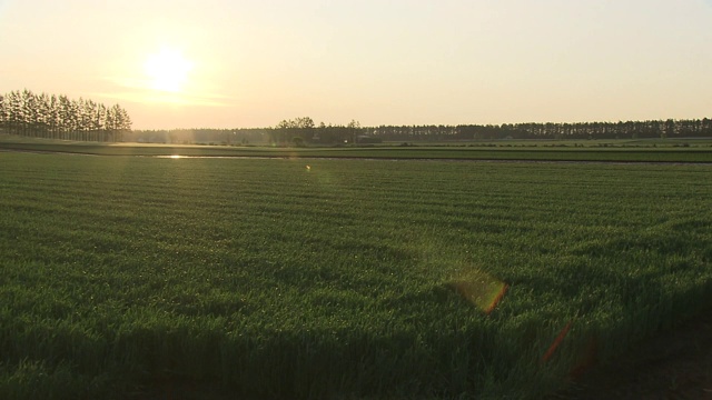 日本北海道清晨阳光下的绿色麦田视频素材