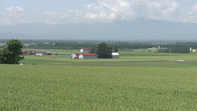 日本北海道绿麦田视频素材