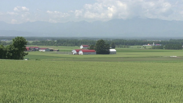 日本北海道绿麦田视频素材