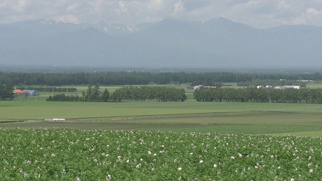 日本北海道初夏马铃薯田视频素材