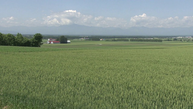 日本北海道绿麦田视频素材