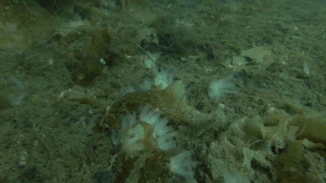 透明海鞘或黄海鞘(Ciona testinalis, Ascidia testinalis)视频素材