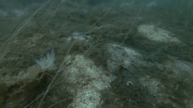 透明海鞘或黄海鞘(Ciona testinalis, Ascidia testinalis)视频素材