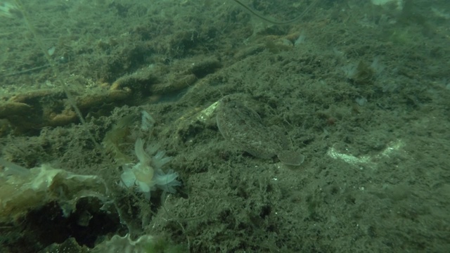 透明海鞘(Ciona natiinalis, Ascidia natiinalis)视频素材