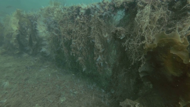 Goldsinny濑鱼(Ctenolabrus rupestris)游过长满海带和其他棕色藻类的海床视频素材