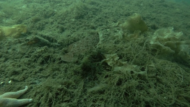 柠檬比目鱼(小口鱼)游过长满棕色海藻的海床，海花边(脊索丝状)，海带视频素材