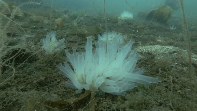 海鞘菌落透明海鞘或黄海鞘(Ciona testinalis, Ascidia testinalis)在海床上长满棕色藻类视频素材