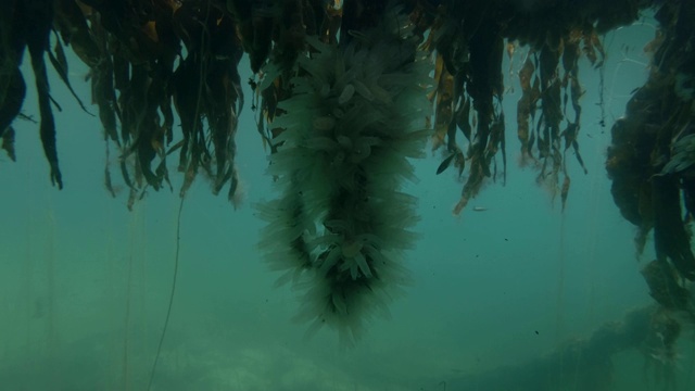 海鞘菌落透明海鞘或黄海鞘(无鳔海鞘，无鳔海鞘)和海带从顶部悬挂视频素材