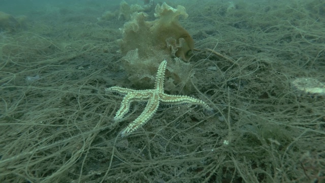 多刺海星(Marthasterias glacialis)沿着棕色海藻爬行，猫肠，死人的绳子或海蕾丝(脊索)视频素材