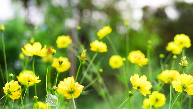 田野上黄色的花与泡沫吹和风在绿色的背景夏季春天开花。花草绿油油的花园，繁花似锦的草地。视频素材