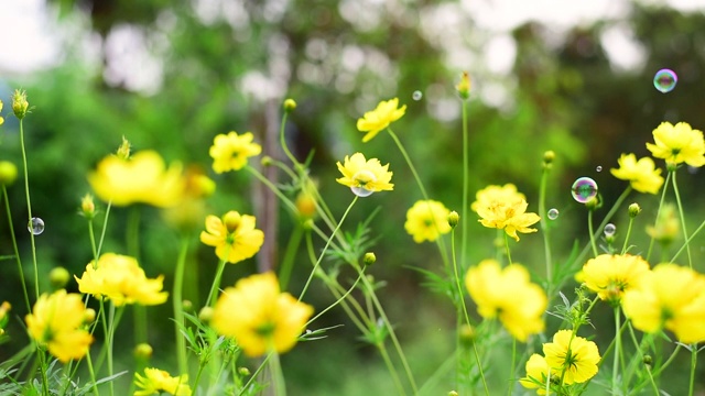 田野上黄色的花与泡沫吹和风在绿色的背景夏季春天开花。花草绿油油的花园，繁花似锦的草地。视频素材