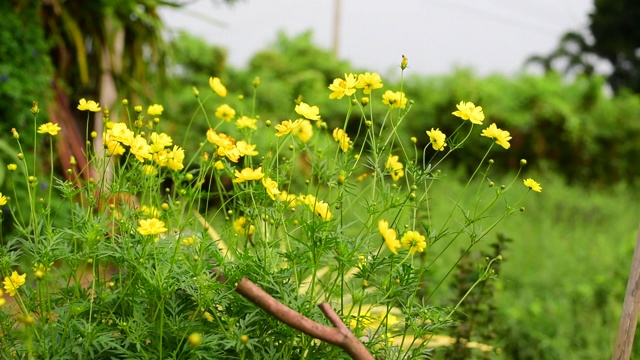 田野上黄色的花与泡沫吹和风在绿色的背景夏季春天开花。花草绿油油的花园，繁花似锦的草地。视频素材