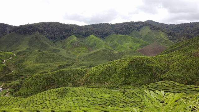 4K视频的绿茶种植园，卡梅隆高地视频素材