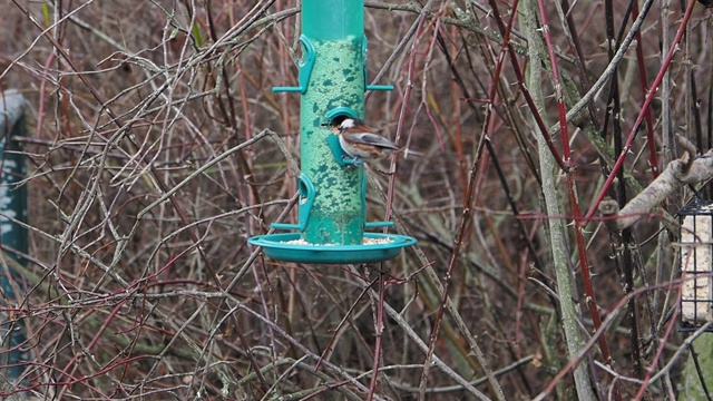 家麻雀(Passer domesticus)进食，动作缓慢视频素材