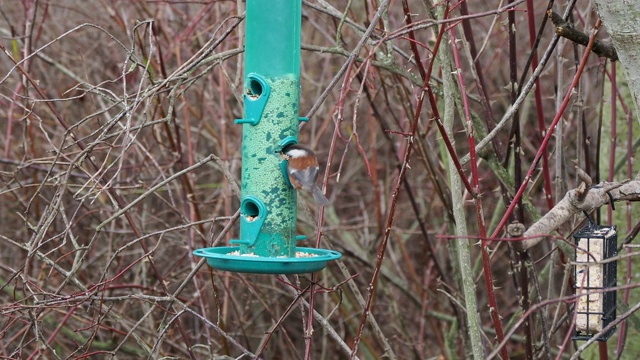 家麻雀(Passer domesticus)喂养视频素材