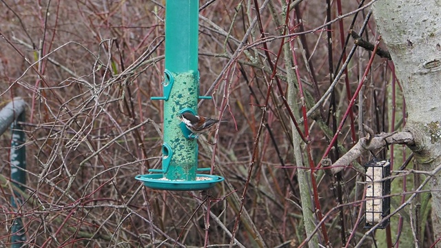 家麻雀(Passer domesticus)进食，动作缓慢视频素材