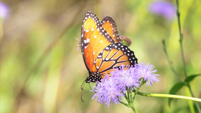 在亚利桑那州索诺拉沙漠的萨瓜罗国家公园，一只女王蝴蝶(Danaus gilippus)正在吃一株槲寄生(Conoclinium greggii)视频素材