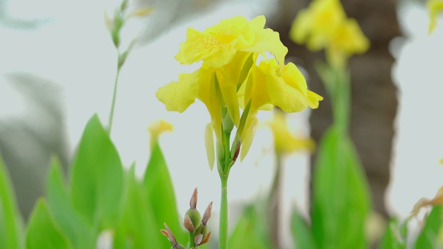 黄色和橙色的美人蕉国王亨伯特花视频下载