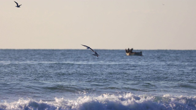 海鸥在海浪上的天空自由飞翔视频素材