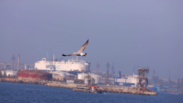 海鸥在海浪的上空自由飞翔视频素材