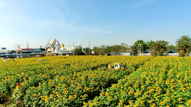 在Wat Si Yaek Charoen Phon寺庙向日葵田的宽阔视野视频素材